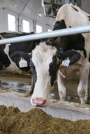 Cow in farm. 