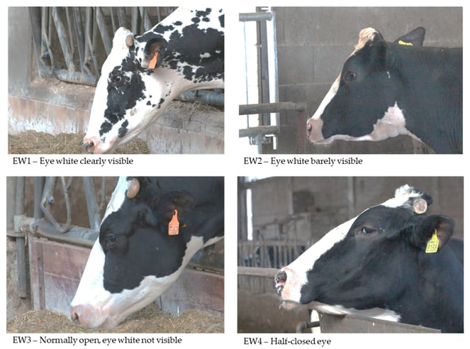 Four examples of cow eye whites ranging from a cow with wide eyes and lots of eye whites visible to a cow with eyes mostly closed and relaxed.