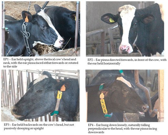 Chart looking at cattle ear positions.  Two examples of unrelaxed ears and two examples of relaxed ears.