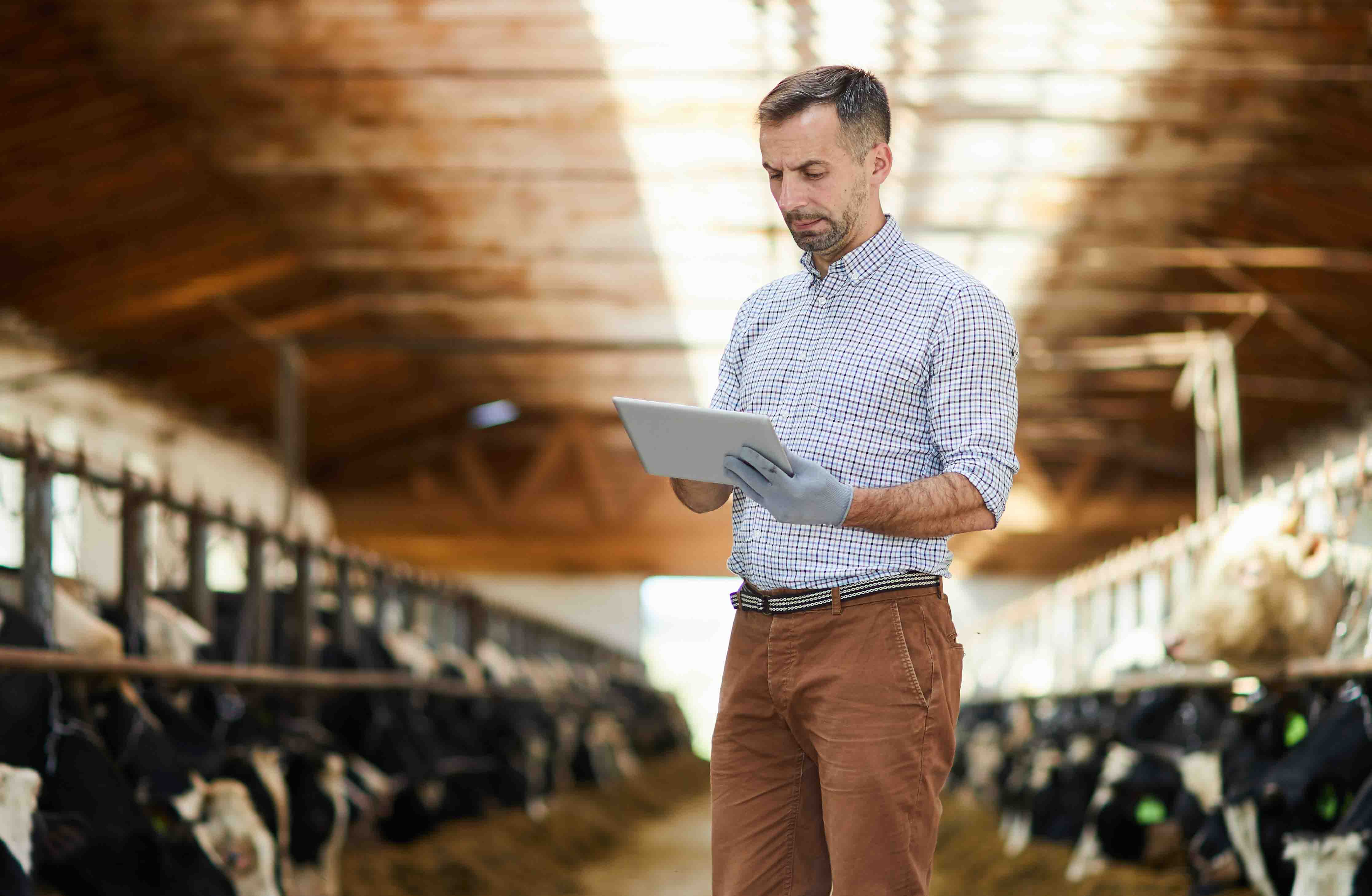 Man holding iPad on a dairy farm
