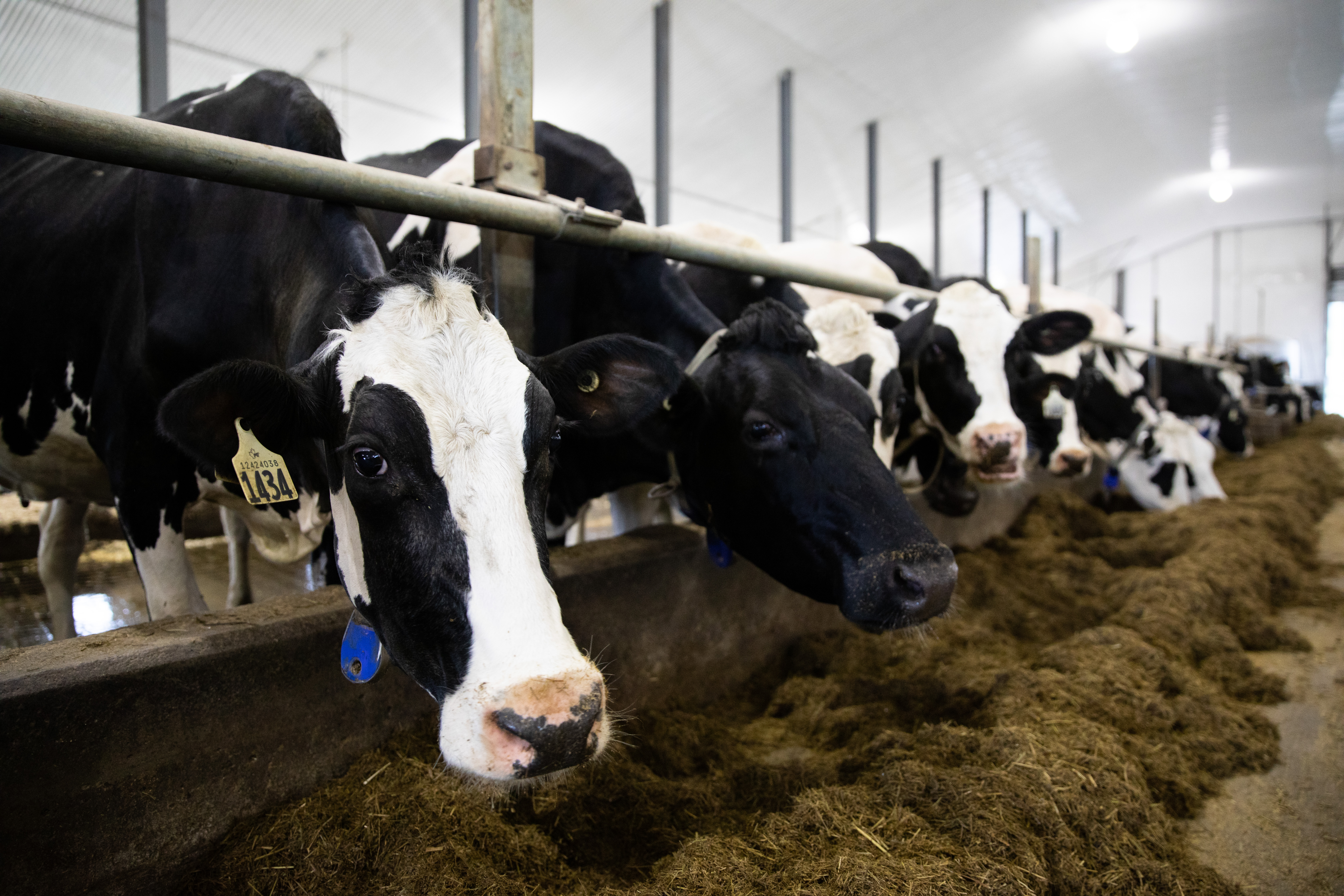 Cows on a dairy farm