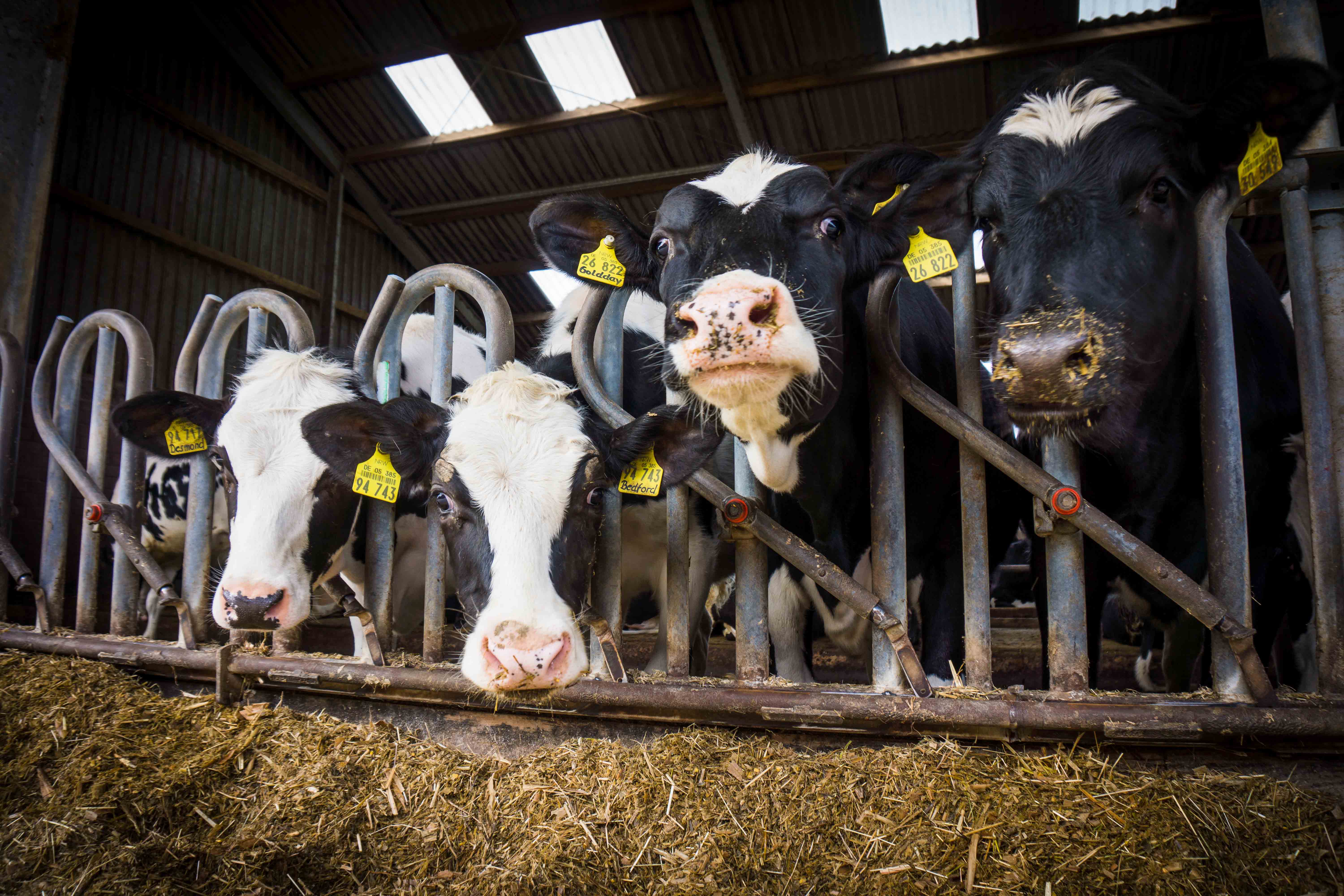 Dairy Cows on a farm